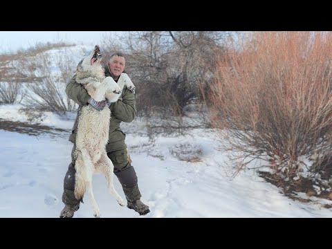 Видео: 10 лет они резали скот безнаказанно!добыл ОГРОМНОГО волка!, wolf survival,wolf hunt