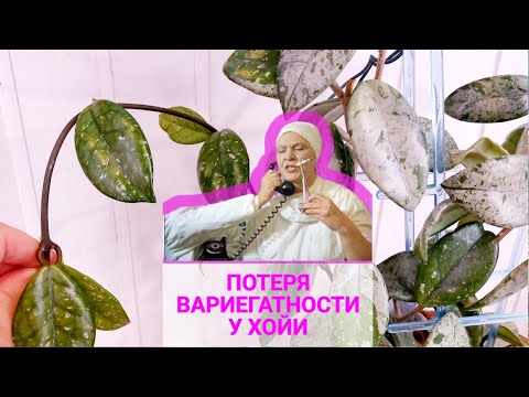 Видео: Потеря вариегатности у хойи, или «резать к чёртовой матери». Хойя вилбур грейвз Wilbur Graves