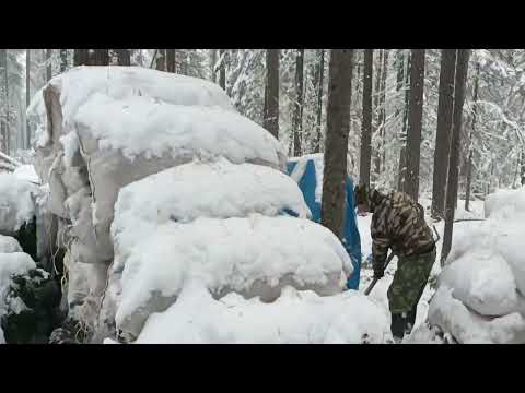 Видео: снег в конце сентябре в тайге