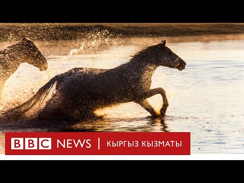 Видео: Жылкынын күлүгүн туулганда эле билүүнүн сыры - BBC Kyrgyz