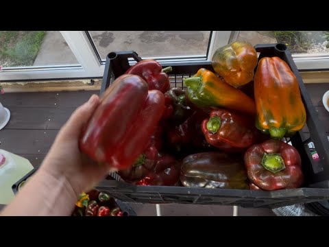 Видео: Устройство нашего водопровода/ Заготовки/ Собираем перец 🌶️ 