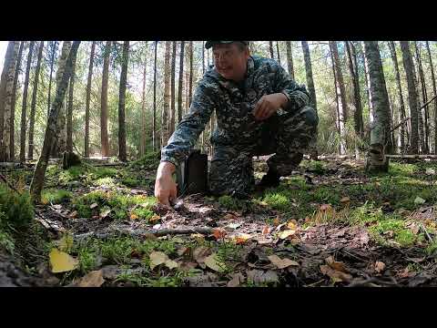 Видео: За груздями/Набрал опят/отличная прогулка