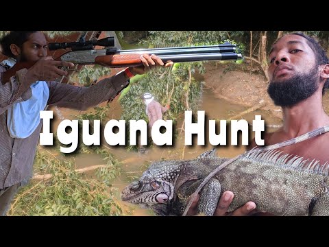 Видео: Первая охота на игуану в рамках открытия сезона (мы уже собирались сдаться) Праздник карри-стейка