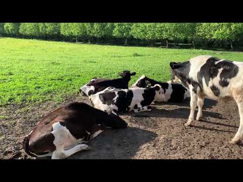 Видео: Есть ли прибыль от быков?