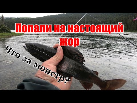 Видео: Рыбалка а самом рыбном озере на АЛТАЕ/Что за рыба? Таких чернышей я еще не ловил/Озеро Тайменье #5