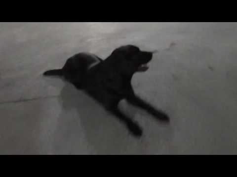 Видео: собака отвлекается на улице ч2 (ОЧЕНЬ ПОДРОБНО)