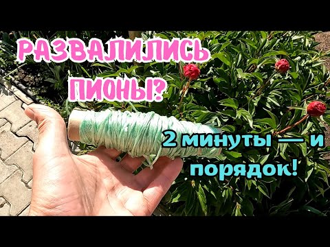 Видео: Как подвязать ПИОНЫ за 2 минуты! Гениальный простой способ без каркасов и опор