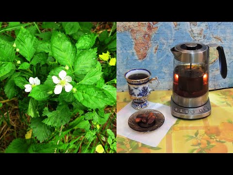 Видео: Чай ☕ из листьев 🍀 ежевики. Ферментация в стеклянной банке. (Russian tea).