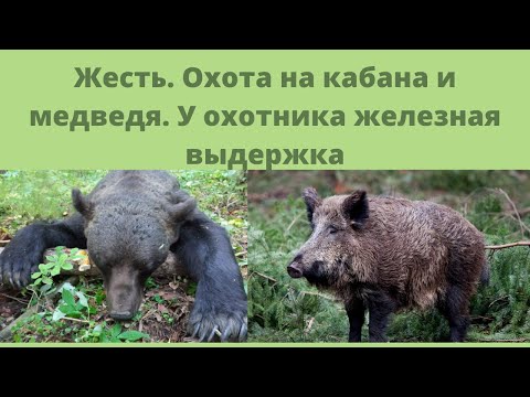 Видео: Жесть. Охота на кабана и медведя. У охотника железная выдержка.