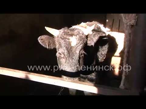 Видео: Заразный узелковый дерматит