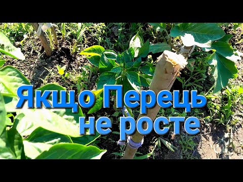 Видео: Чим підживити Перець (і не тільки) коли він зовсім НЕ РОСТЕ///Чим підживити Перець в домашніх умовах