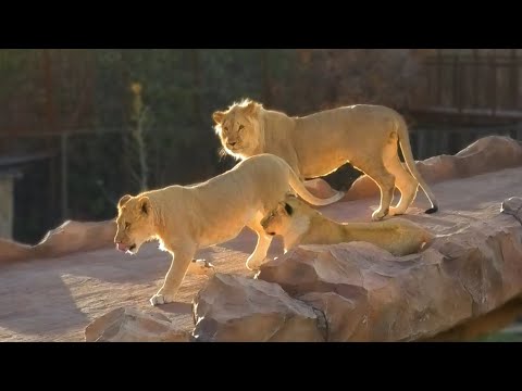 Видео: Симба и Миранда! Дружеские отношения перерастают в романтические! Львята стали подростками! Тайган