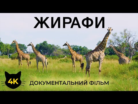 Видео: ЖИРАФИ - Найвищі тварини у світі - Документальний фільм про дику природу 4К