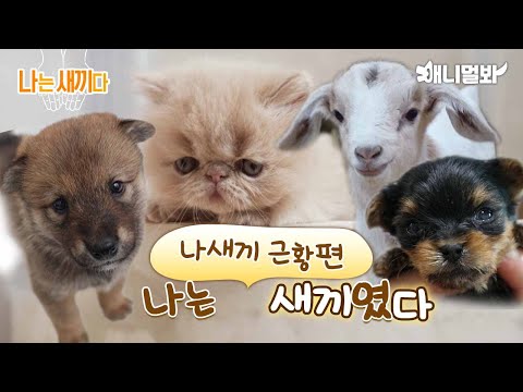 Видео: Мы были младенцами [SBS Animal I’m A Baby Special Episode]