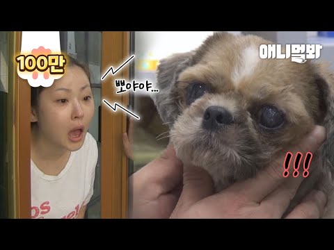 Видео: Поверните к собаке, которая казалась брошенной собакой