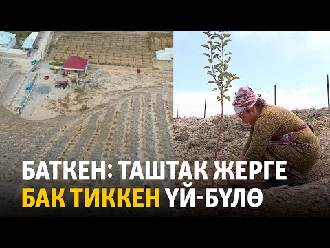 Видео: Баткен: Таштак жерге бак тиккен үй-бүлө