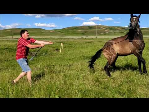 Видео: Установка электропастуха