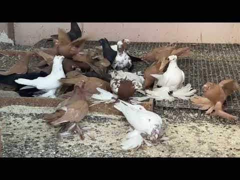 Видео: Orta asya Özbek güvercinleri herkese iyi seyirler#pigeon #голуби #kabootar 