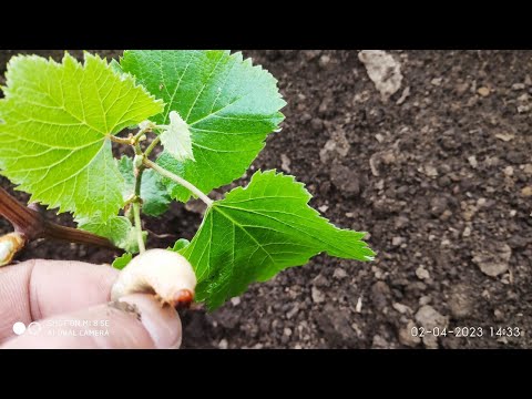 Видео: Весенняя высадка винограда, заправка ямы