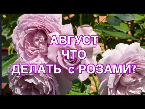 Видео: БАЗАЛЬНЫЕ ПОБЕГИ РОЗ, ЧТО НУЖНО ДЛЯ БЫСТРОГО РОСТА?