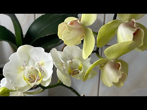 Видео: Зацвела любимица 🤍🤍🤍🦋 #орхідеї #орхидеибабочки #orchid