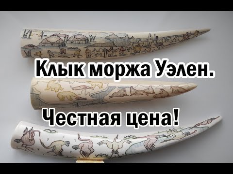 Видео: Клык моржа Уэлен. Честная цена!