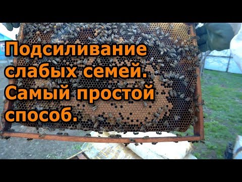 Видео: Подсиливание слабых семей. Самый простой способ.