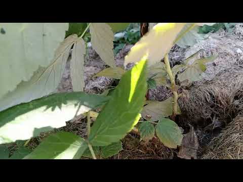 Видео: Саженцы малины с Вайлбериз: самохвал, сластиха, пшехиба #обзор #саженцы #малина 