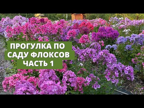 Видео: Прогулка по одной из моих грядок с флоксами