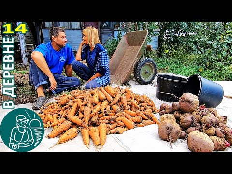 Видео: 🥕 Уборка урожая моркови и свеклы 🏡 Жизнь Гордеевых в деревне - Влог 14