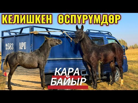 Видео: ЭКИ КЕЛИШКЕН ӨСПҮРҮМДӨР ЧЫКТЫ 🤯 #байтв 