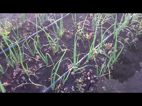 Видео: Обзор лука 08.06.2020 состояние участок лука после лонтрела+гоал