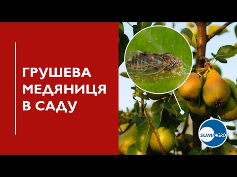 Видео: Грушева листоблішка (Медяниця): Технологія захисту