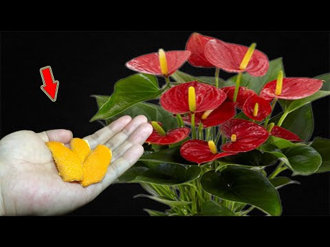 Видео: Не выбрасывайте его! Это заставляет антуриумы расти и цвести безумно