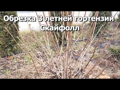 Видео: Обрезка 3 летней гортензии Скайфолл | Обрезка гортензии Скайфолл 3 ярусами