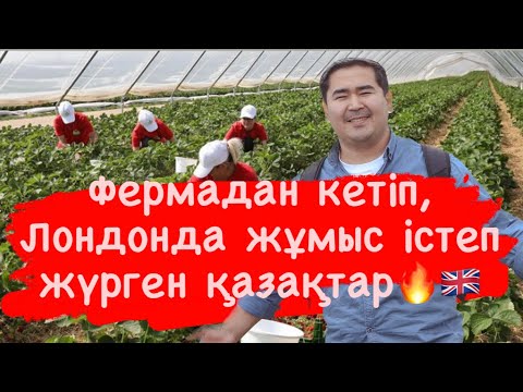 Видео: Фермадан кетіп, Лондонда жұмыс істеп жүрген қазақ бауырлар!
