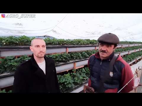 Видео: Михаил Острохишко официально прекратил сравнение и перешёл на систему Супер-Агро