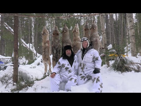 Видео: Охота на волка Winterjagd auf Wolf 2024 (фильм второй)