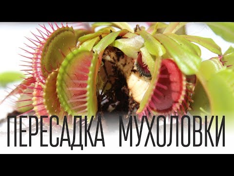 Видео: Как пересадить Венерину Мухоловку за 7 минут
