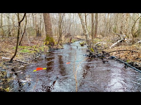 Видео: ОТКУДА на ЭТОМ лесном РУЧЬЕ, ТАКАЯ РЫБА! Рыбалка на боковой кивок в