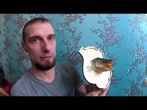 Видео: Чучело головы судака