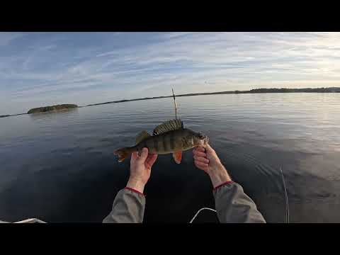 Видео: ЧТО ДЕЛАТЬ ЕСЛИ НЕ КЛЮЕТ ДАЖЕ С ЛОДКИ?? ОТВЕТ- МИКРО ПРИМАНКА! ВЕЧЕРНИЙ ВЫХОД ОКУНЯ!#рыбалка