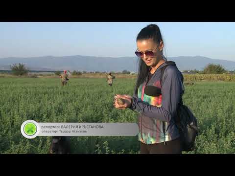 Видео: Ловен излет за пъдпъдък в Добровница
