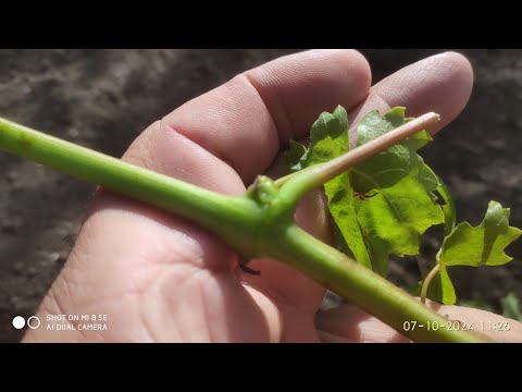 Видео: Как сохранить лозу винограда если она не вызрела и ещё зеленая