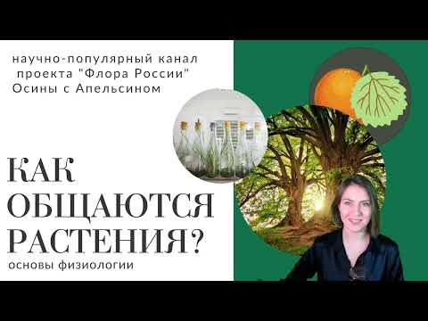 Видео: Как говорят растения? О сигналах в зеленом мире.