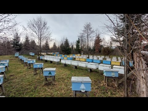 Видео: Підготовка бджолородин до зимівлі (27.08.23)🌬❄️