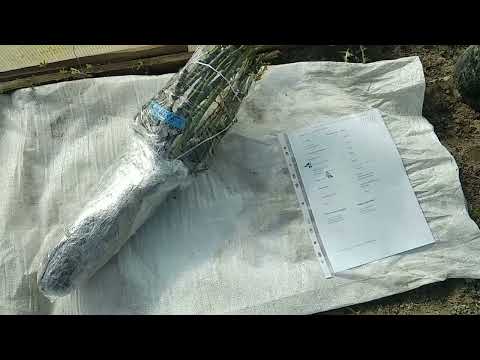 Видео: Сезон '2025 открыт🌞Розы от Несиных🌹👀