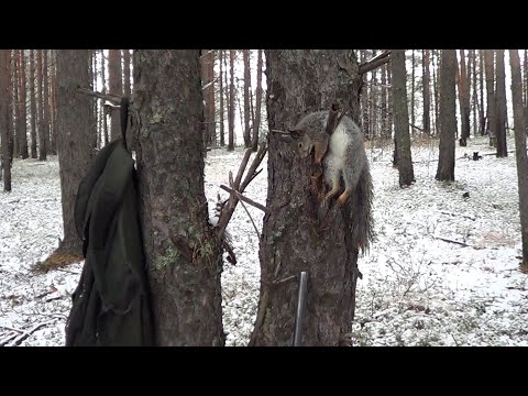 Видео: ОХОТА НА КУНИЦУ КАПКАНАМИ / ОХОТА НА ПУШНИНУ С ЛАЙКАМИ. Сезон 24-25г.