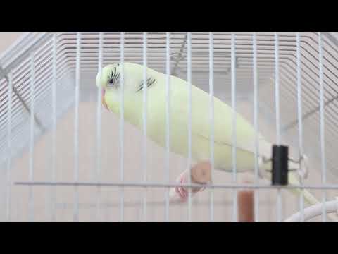 Видео: Весёлое пение для попугайчиков. Тоша и Ксюша.