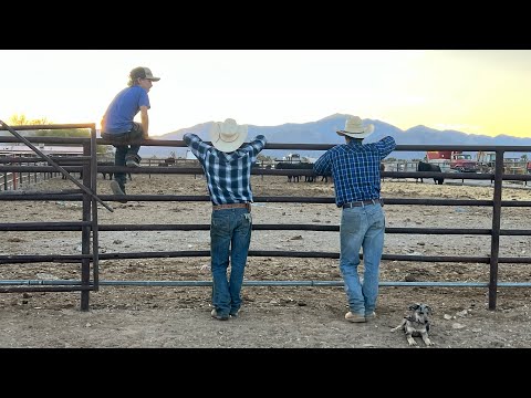 Видео: Сипуха 🦉 облегчает животноводство